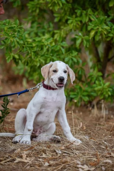 Aladdin cucciolino mix cane da caccia | Foto 0