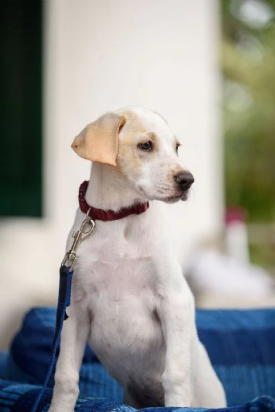 Jasmne cucciola mix cane da caccia