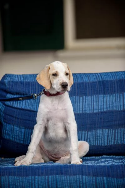 Jasmne cucciola mix cane da caccia | Foto 4