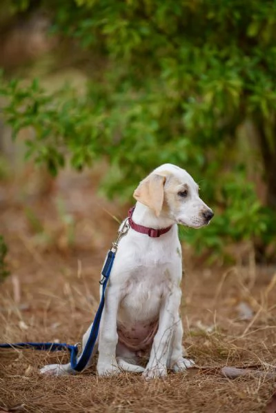 Jasmne cucciola mix cane da caccia | Foto 3