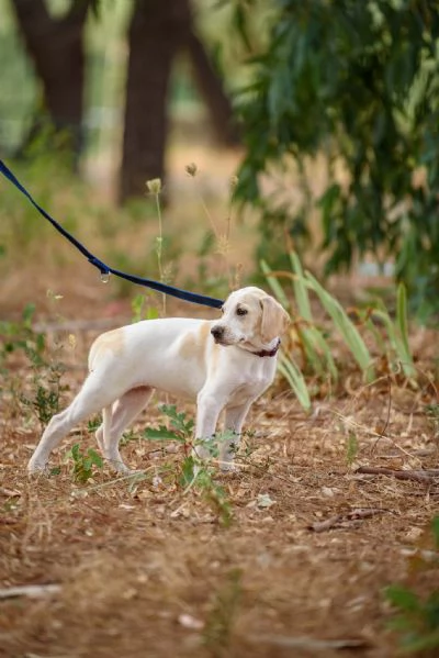 Jasmne cucciola mix cane da caccia | Foto 1
