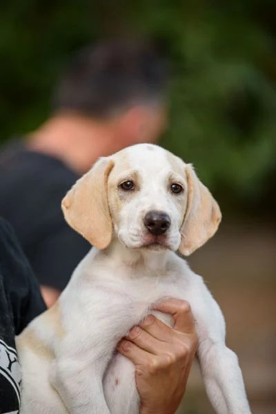Jasmne cucciola mix cane da caccia | Foto 0