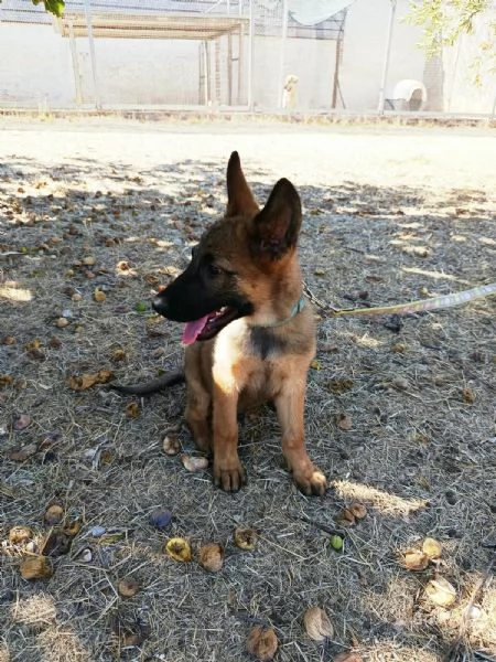 Django mix pastore 3 mesi | Foto 4