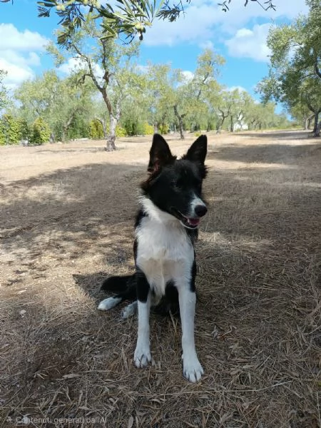 Winky simil Border Collie 1 anno | Foto 4