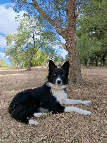Winky simil Border Collie 1 anno | Foto 3