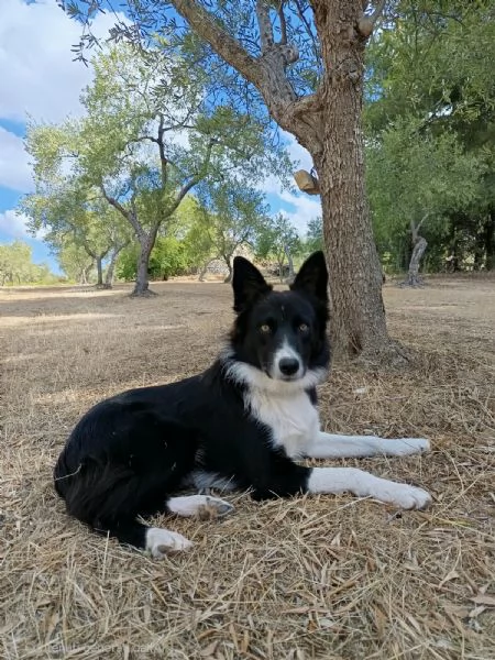Winky simil Border Collie 1 anno | Foto 2