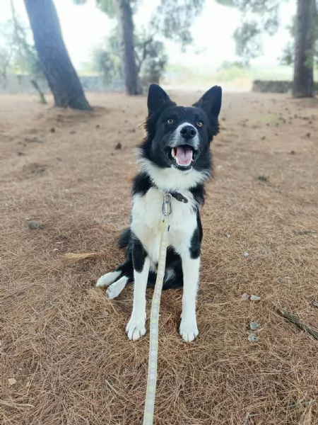 Winky simil Border Collie 1 anno | Foto 1