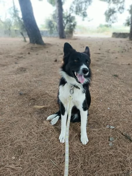 Winky simil Border Collie 1 anno
