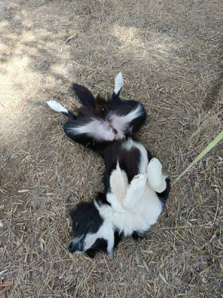 Winky simil Border Collie 1 anno | Foto 0