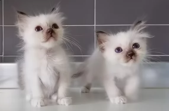  gattino sacro di birmania 