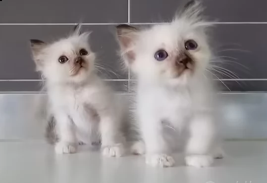  gattino sacro di birmania  | Foto 1