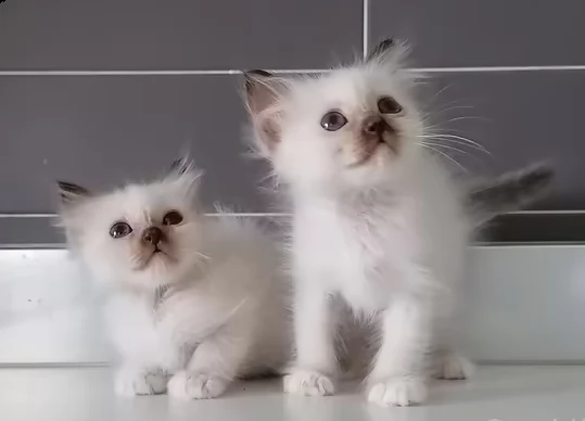  gattino sacro di birmania  | Foto 0