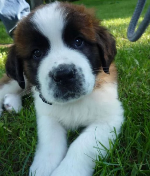  regalo adorabili cuccioli san bernardo femminucce e maschietti gratuita i cuccioli sono vaccinati s