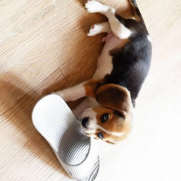 (regalo beagle