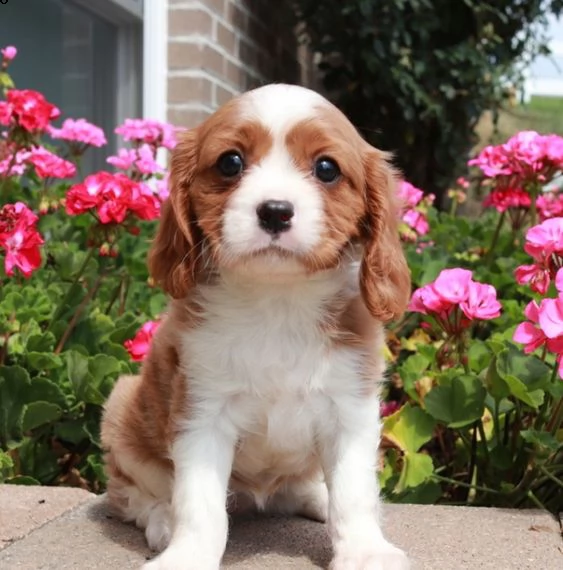  regalo shih tzu cuccioli introvabili cuccioli di shih tzu intelligenti e dolcissimi attaccati al pa