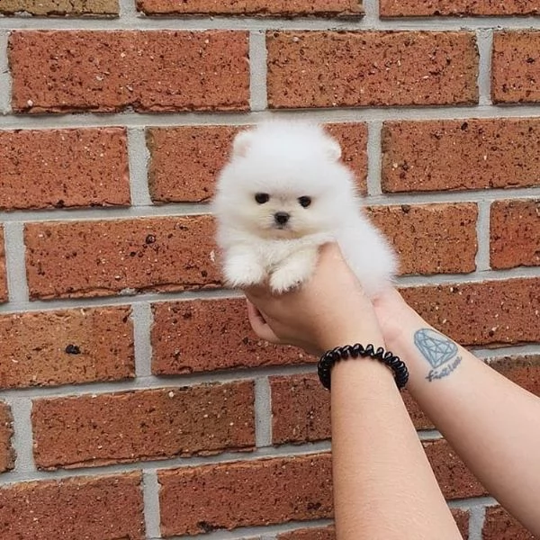 (regalo pomeranian mini toy) | Foto 0