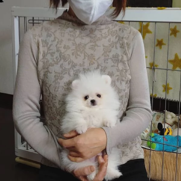 (regalo pomeranian mini toy)