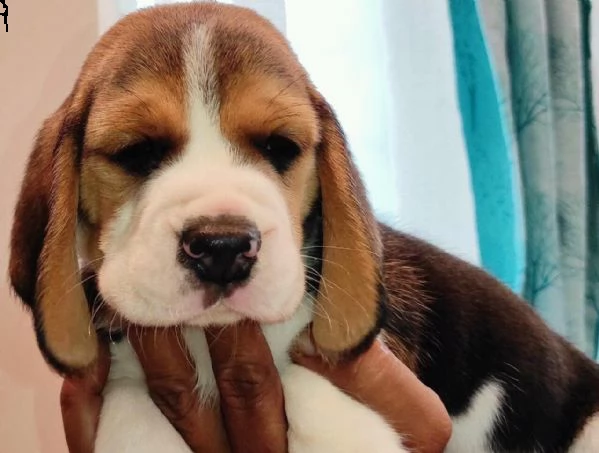 regalo beagle maschio e femmina 