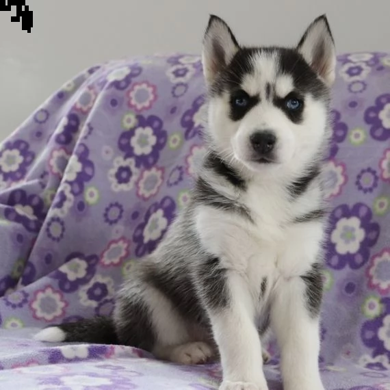 regalo husky | Foto 0