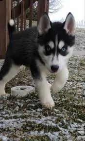 dolci cuccioli di husky siberiano