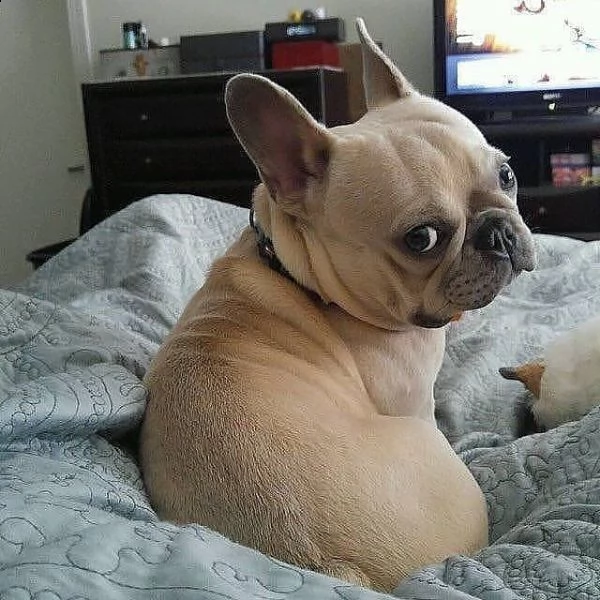 cucciolo bulldog francese in adozione gratuita!!!