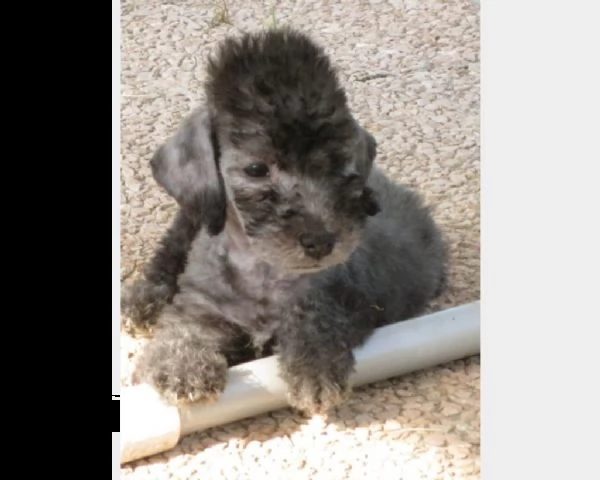 cuccioli di bedlington terrier