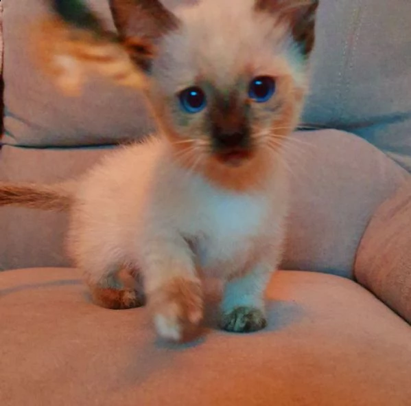 stupendi bellissimi di munchkin cuccioli