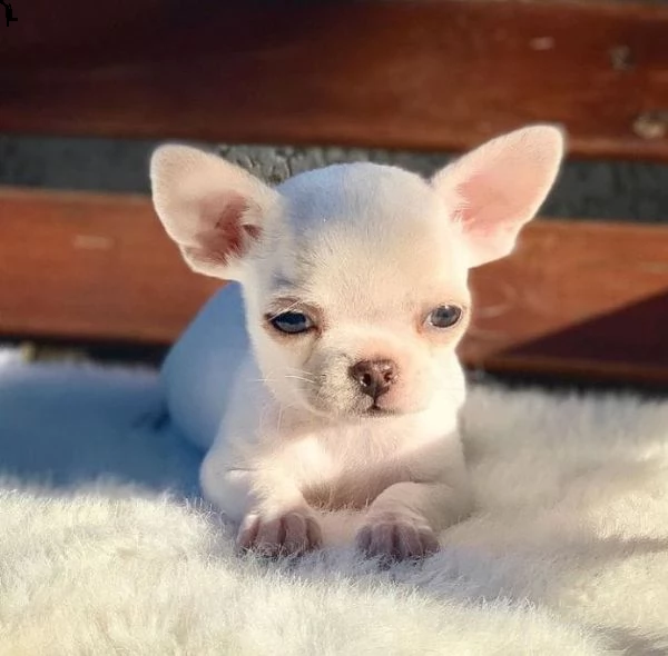    regalo cuccioli di chihuahua