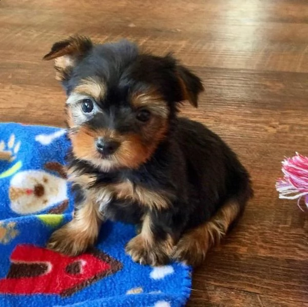 cuccioli dello yorkshire | Foto 0