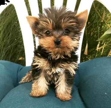 cuccioli dello yorkshire