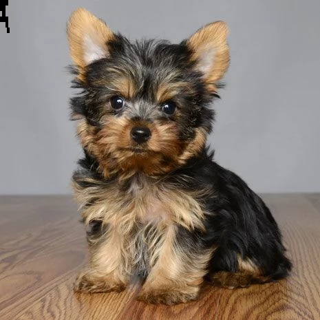cuccioli di yorkshire terrier | Foto 0