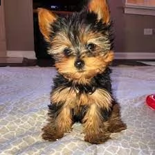 cuccioli di yorkshire terrier
