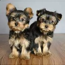 splendidi cuccioli di yorkie minture | Foto 0