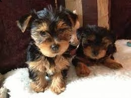 splendidi cuccioli di yorkie minture