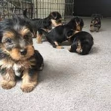 yorkshire terrier maschio | Foto 0