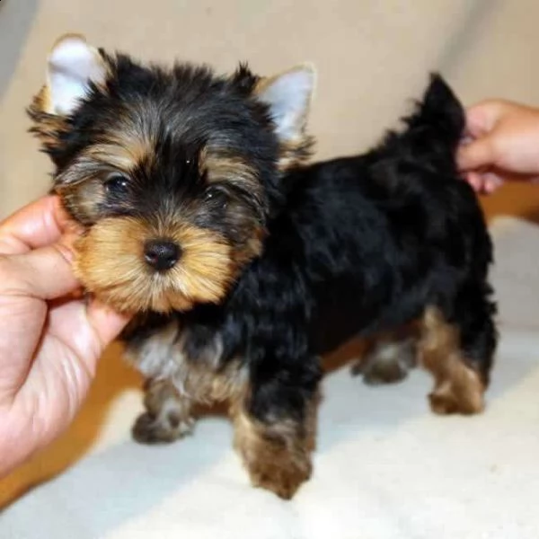 adorabili cuccioli di yorkie in tazze da tè in vendita | Foto 0