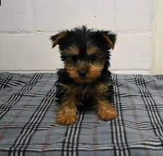 bellissimi cuccioli di yorkshire terrier | Foto 0