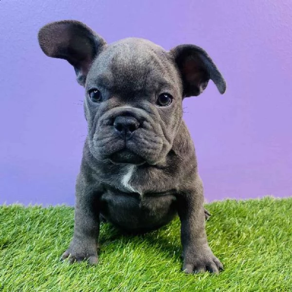 cuccioli di bulldog francese