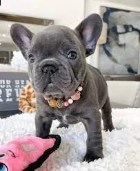 bulldog - bulldog francese blu | Foto 0