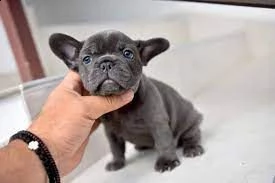 bulldog - bulldog francese blu