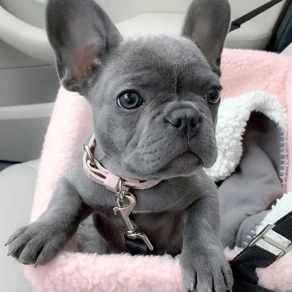 cucciolo di bulldog francese | Foto 0
