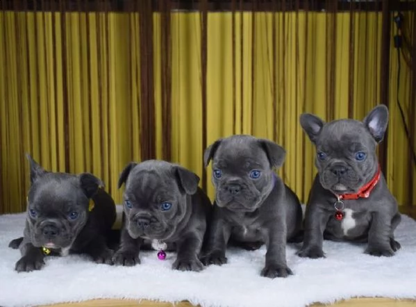 bellissimi bulldog francesi