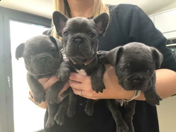 cuccioli di bulldog francese