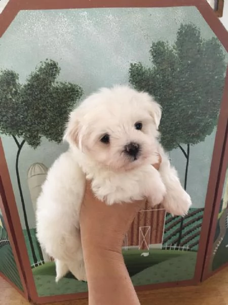 cuccioli di maltese bianco | Foto 0