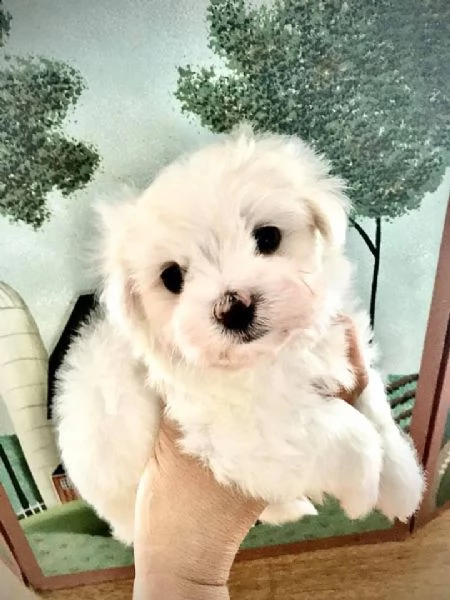 cuccioli di maltese bianco