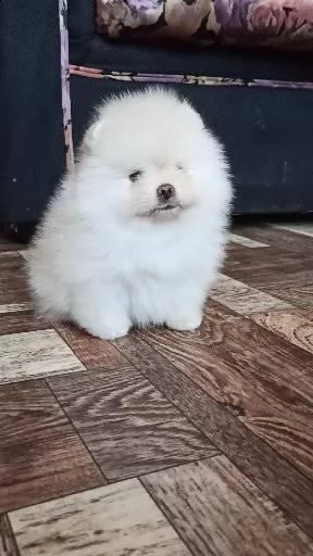cuccioli di spitz pomerania mini toy | Foto 0