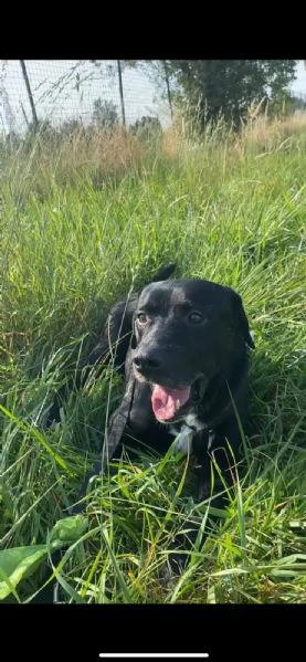 Adottate Boris  | Foto 2