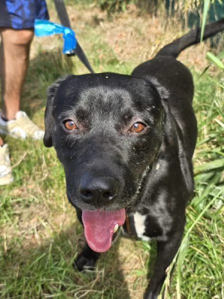 Adottate Boris  | Foto 1