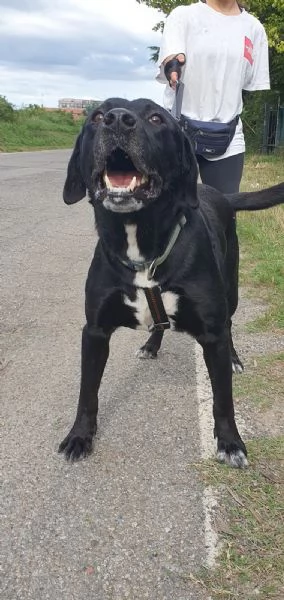 Adottate Boris  | Foto 0