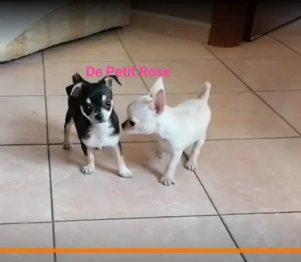 chihuahua